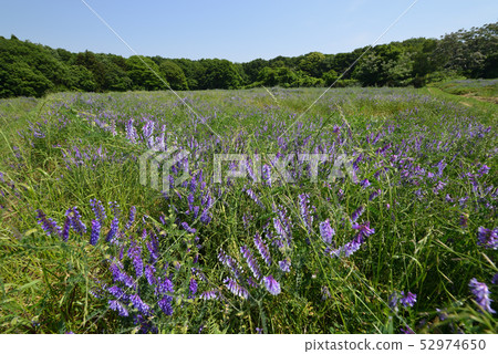 Nayo Fujixa的休耕領域 Nayo Fujixa的休耕領域 52974650