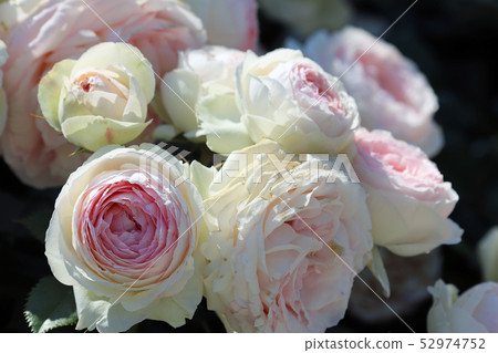 品種玫瑰叫Pierre de Ronsalle 品種玫瑰叫Pierre de Ronsalle 52974752