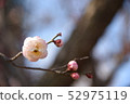 Plum Festival 52975119