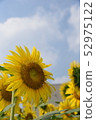 Sunflower that blooms straight to the blue sky 52975122