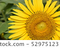 Sunflower full of sun 52975123