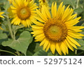 Sunflowers where honeybees gather 52975124