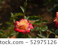 Rose   52975126