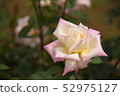 Pink Rose 52975127