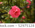 Rose   52975128