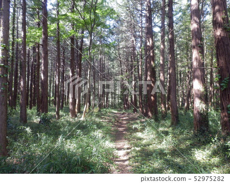 鯛魚 鯛魚 52975282