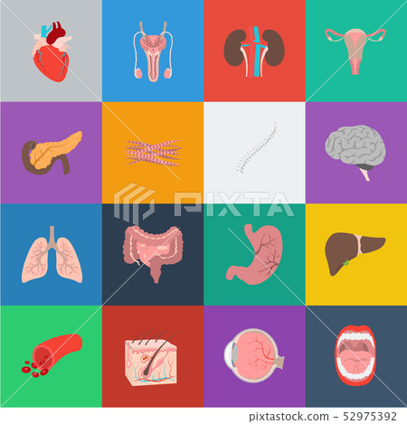 Internal organs of a human cartoon icons in set collection for design. Anatomy and medicine vector 52975392