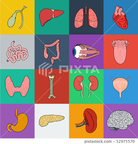 Human organs cartoon icons in set collection for design. Anatomy and internal organs vector symbol Human organs cartoon icons in set collection for design. Anatomy and internal organs vector symbol 52975570