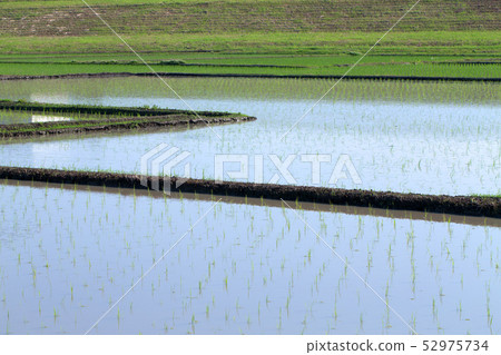 Paddy field Paddy field 52975734