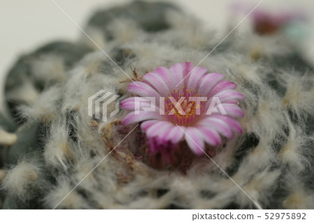 Cactus flower Cactus flower 52975892