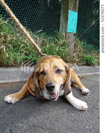 小獵犬走路狗走路拒絕 52976073