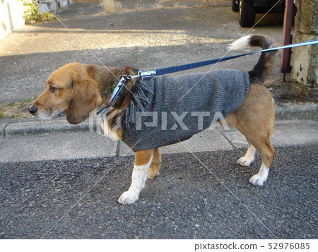 Beagle walk dog walk sweater sideways 52976085