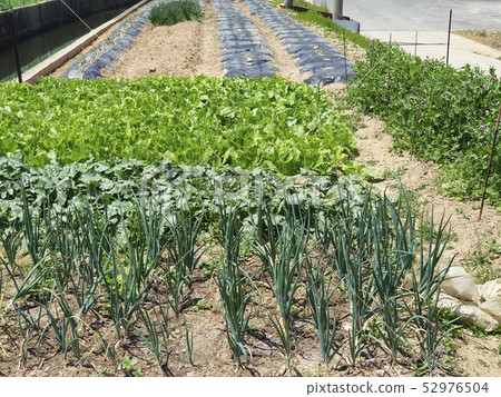 A garden field A garden field 52976504