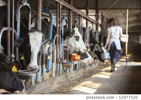 Beef women Beef women 52977320