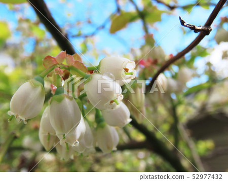 藍莓開花藍莓開花 藍莓開花藍莓開花 52977432