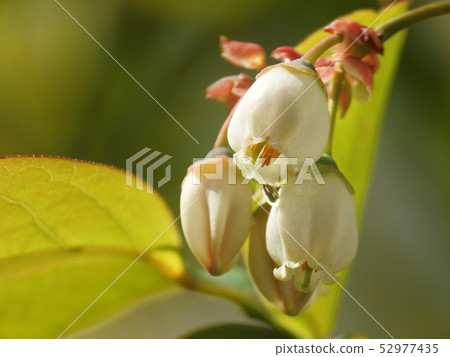 藍莓開花藍莓開花 藍莓開花藍莓開花 52977435
