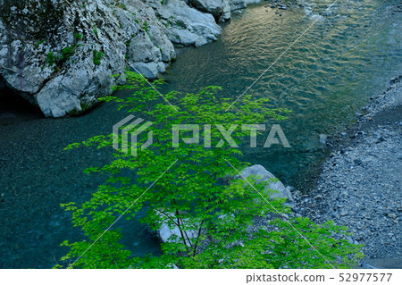 新鮮的綠色吉野河源頭(奈良縣吉野縣川上村) 新鮮的綠色吉野河源頭(奈良縣吉野縣川上村) 52977577