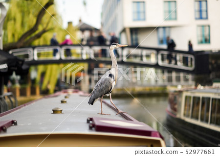 Heron or ardea cinerea in Little Venice, Camden 52977661