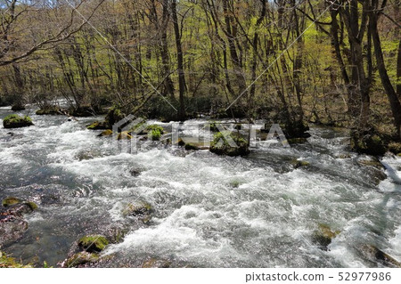 Oirase mountain stream in Aomori Prefecture, Japan Oirase mountain stream in Aomori Prefecture, Japan 52977986