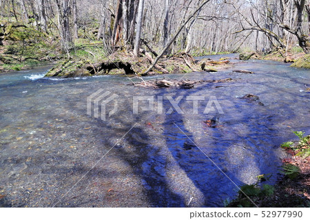 Oirase mountain stream in Aomori Prefecture, Japan Oirase mountain stream in Aomori Prefecture, Japan 52977990