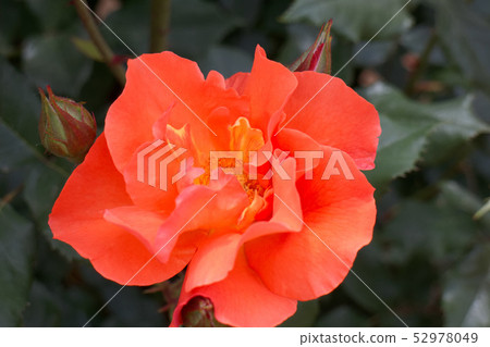 Rose Princess Michiko Rose Princess Michiko 52978049