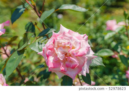 Rose Flower (Spring Rose) [Yukiri] Creation Year 1987 Creation Country Japan 52978623