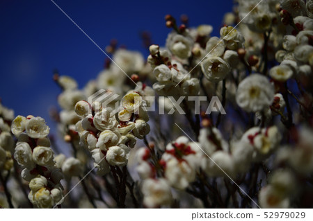 Ume, Hakume @ Arayama Park, Kashiwa City, Osaka Prefecture 52979029