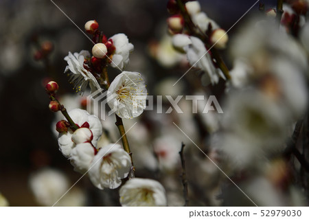 Ume，Hakume @ Arayama Park，Kashiwa City，Osaka Prefecture 52979030
