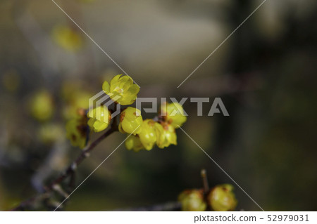 梅花，蠟羽@Arayama（Kozen）Park，Sakai City，Osaka Prefecture 52979031
