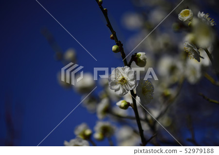 Ume, Hakume @ Arayama Park, Kashiwa City, Osaka Prefecture 52979188