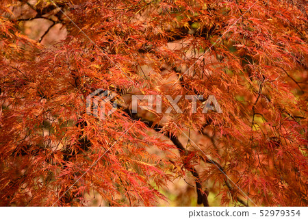 Autumn leaves Autumn leaves 52979354
