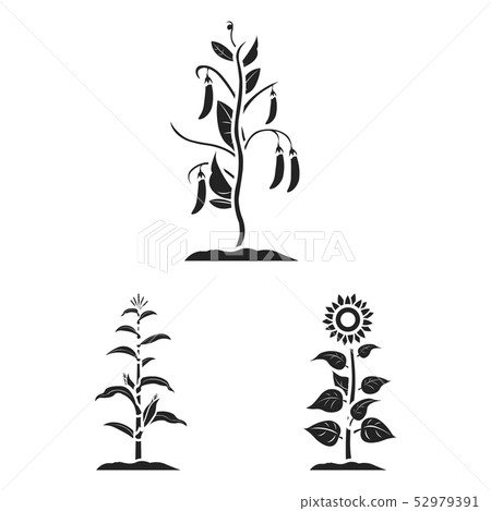 Vector design of plant and bean icon. Collection of plant and process stock symbol for web. Vector design of plant and bean icon. Collection of plant and process stock symbol for web. 52979391