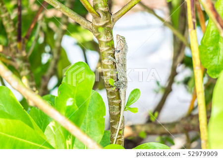 Oriental garden lizard hiding among green bushes Oriental garden lizard hiding among green bushes 52979909