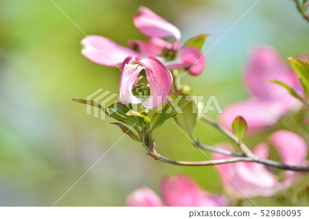 Hanamizuki in full bloom (N) Hanamizuki in full bloom (N) 52980095