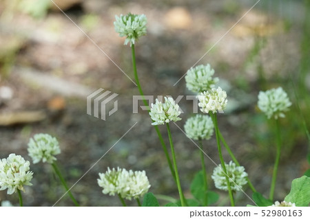 White clover White clover 52980163