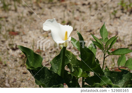 Color flowers 52980165