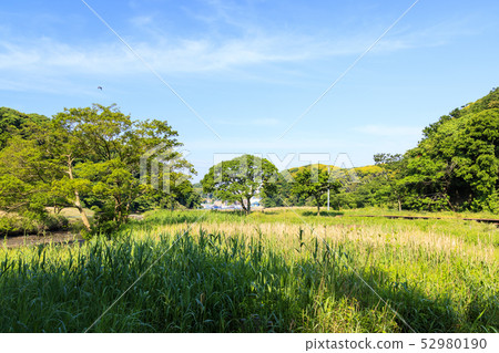 Koami（初夏） 52980190