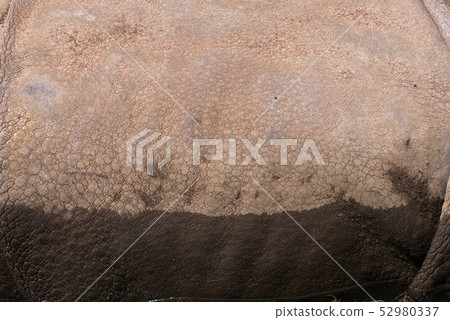 Wolf skin Wolf skin 52980337