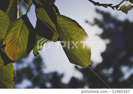 Autumn and winter radiative leaves 52980387