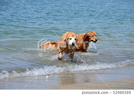 Enjoying swimming at the Golden Retriever 52980389