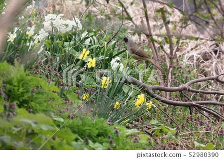 Kaokurogabi butterfly 52980390