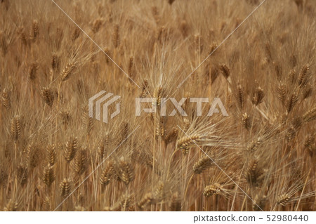 富山縣黑部市的大麥梅 52980440