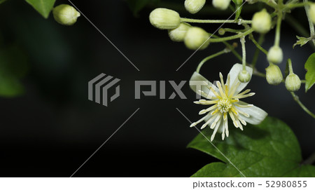 Ryukyu Butsukuru flowers Ryukyu Butsukuru flowers 52980855