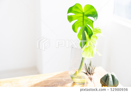 House plants by the window 52980936