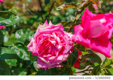 玫瑰花（春天玫瑰）[Isabel de Ortiz] 1961年起源國家德國 52980940