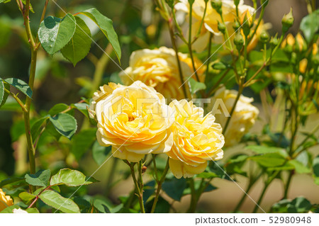 Rose Flower (Spring Rose) [Graham Thomas] Produced Year 1983 Produced Origin England 52980948