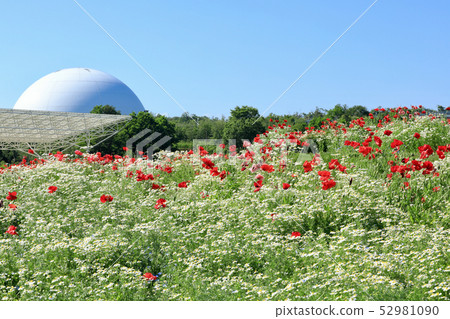 Aichi Earth Expo, flower garden of Morikoro Park (Aichi Prefecture) 52981090