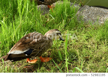 Urban birds 52981195