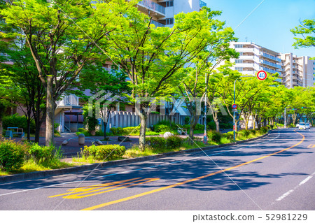 Zelkova street tree tree 52981229