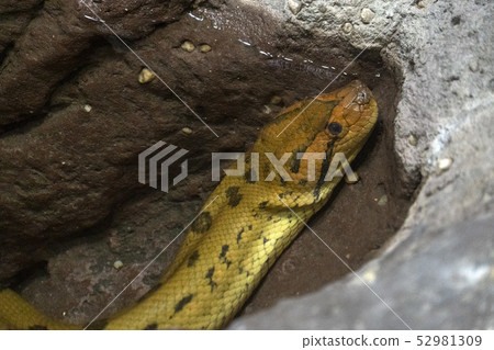 green anaconda snake portrait 52981309
